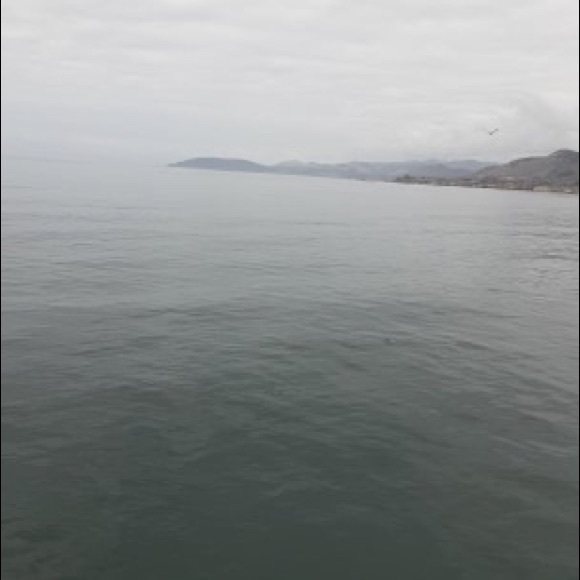 Meet your Posher, Chloe - Picture 1 of 1